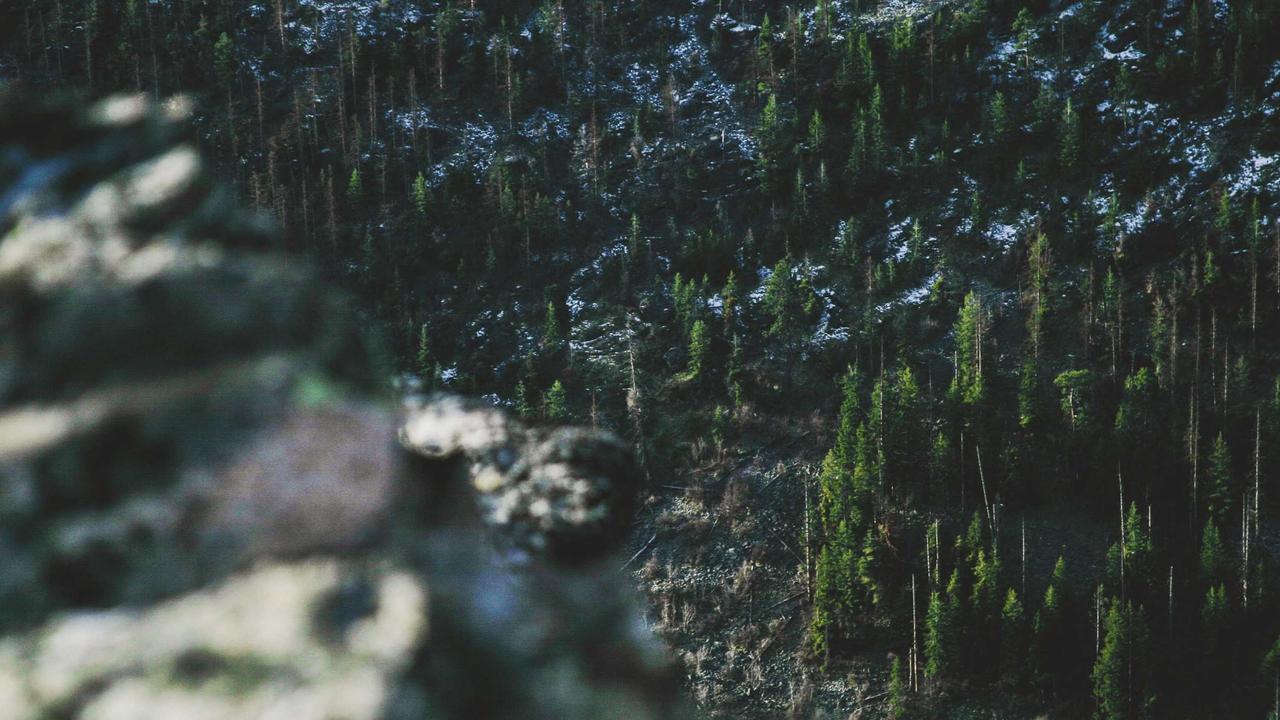 Фотографы нашли маршрут по деревьям с самой красивой корой